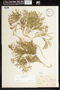 Diphasiastrum complanatum image