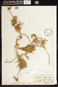 Diphasiastrum complanatum image