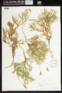 Diphasiastrum complanatum image