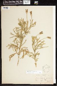 Diphasiastrum complanatum image