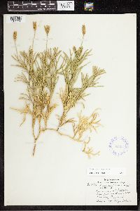 Diphasiastrum complanatum image