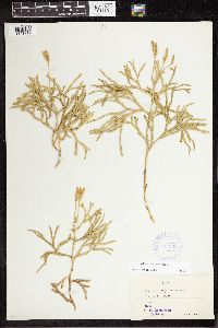 Diphasiastrum complanatum image