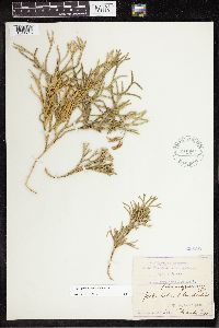 Diphasiastrum complanatum image