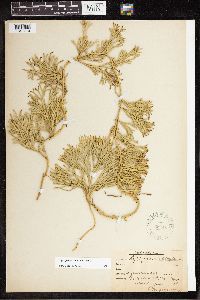 Diphasiastrum complanatum image