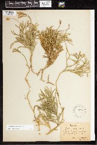 Diphasiastrum complanatum image