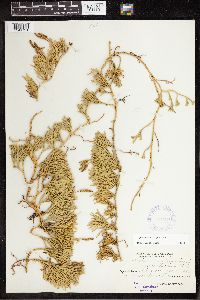 Diphasiastrum complanatum image