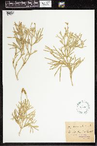 Diphasiastrum complanatum image