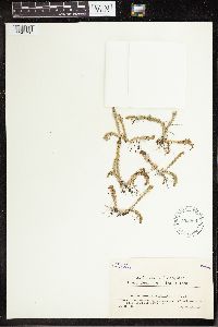 Thumbnail image of current specimen