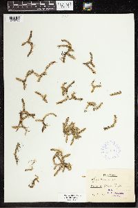 Thumbnail image of current specimen