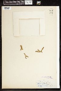 Thumbnail image of current specimen