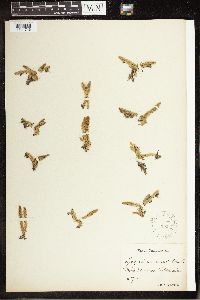 Thumbnail image of current specimen