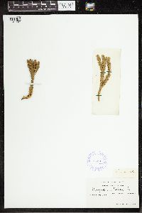 Huperzia selago image