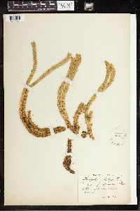 Huperzia selago image