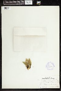 Huperzia selago image