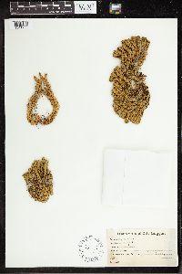 Huperzia selago image