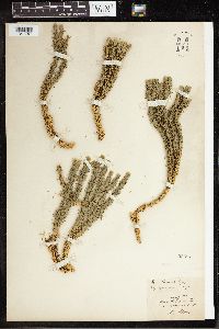 Huperzia selago image