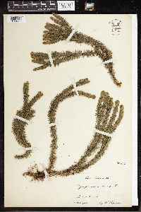 Huperzia selago image