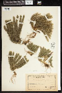 Huperzia selago image