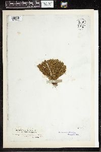 Huperzia selago image