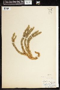 Huperzia selago image