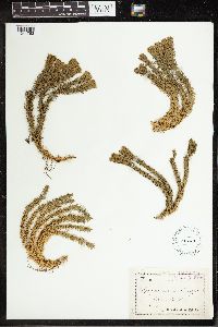 Huperzia selago image