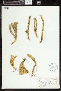 Huperzia selago image