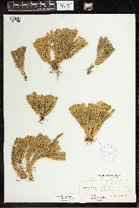 Huperzia selago image