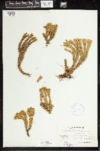 Huperzia selago image