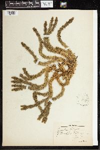 Huperzia selago image