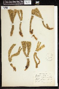 Huperzia selago image