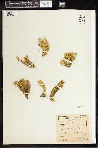 Huperzia selago image