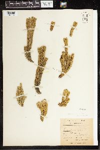 Huperzia selago image