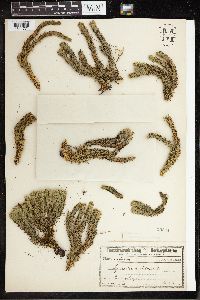 Huperzia selago image