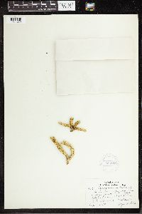 Huperzia selago image