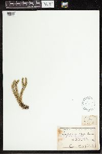 Huperzia selago image