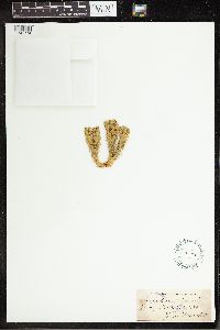 Huperzia selago image