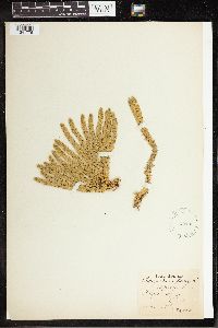 Huperzia selago image