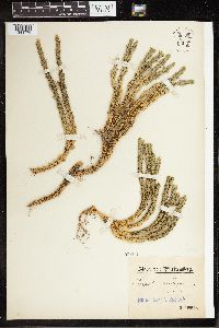 Huperzia selago image