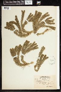 Huperzia selago image