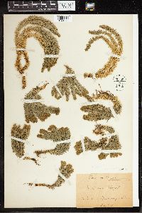 Huperzia selago image