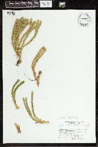 Huperzia selago image