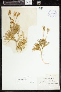 Media resource of Diphasiastrum tristachyum