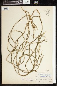 Huperzia acerosa image