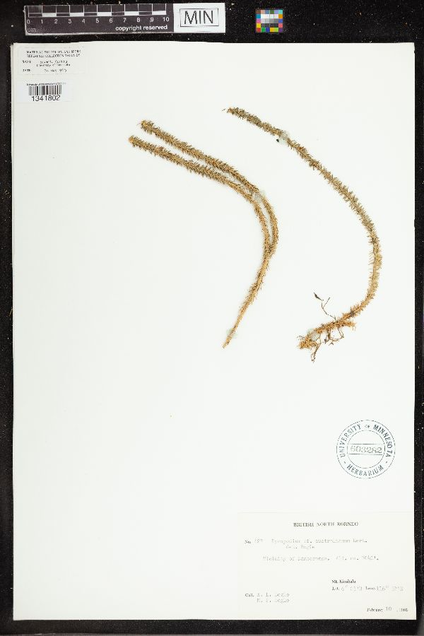 Huperzia australiana image