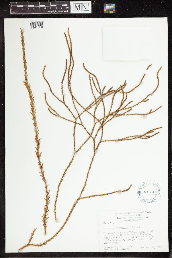 Phlegmariurus varius image