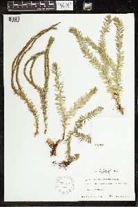 Phlegmariurus varius image