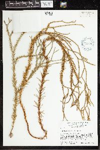 Phlegmariurus varius image