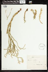 Phlegmariurus varius image