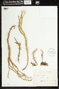 Phlegmariurus varius image