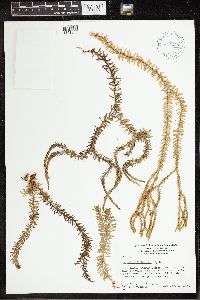 Phlegmariurus varius image